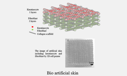 인공피부 연구개발 모식도